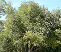 Sambucus mexicana