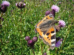 Photographie en couleurs et en gros plan d'un papillon posé sur une fleur mauve, et aux ailes oranges tachetées de blanc et de noir