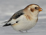 A white bird with black back and brown patches on the face feeds atop snow.