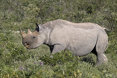 South-western black rhinoceros, by Charlesjsharp
