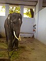 Angeketteter Tempelelefant in seinem Stall, Thiruchenthur Tempel, Tamil Nadu