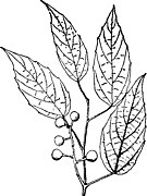 Illustration of V. bellula