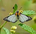 Feeding on sleepy morning nectar