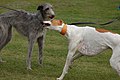 A Scottish Deerhound, and a Greyhound, two sighthounds on the list