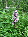 Dactylorhiza maculata Habitat