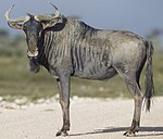 Gnu.