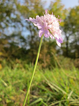 Скабиоза голубиная (Scabiosa columbaria), типовой вид рода