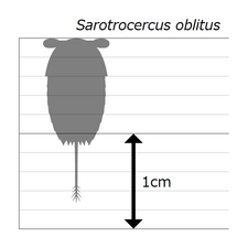 Sarotrocercus (size) サロトロセルクス（サロトロケルクス）（サイズ）