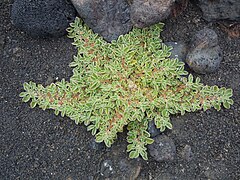 Aspect caractéristique de A. canariense à Lanzarote.