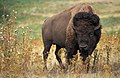 An American Bison