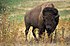 American_bison_k5680-1