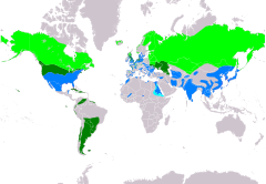 Distribución de Asio flammeus