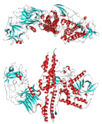 Cartoon representation of Botulinum toxin. PDB entry 3BTA