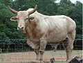 This is a cross-bred bull with a hump and smooth coat of a Brahman.