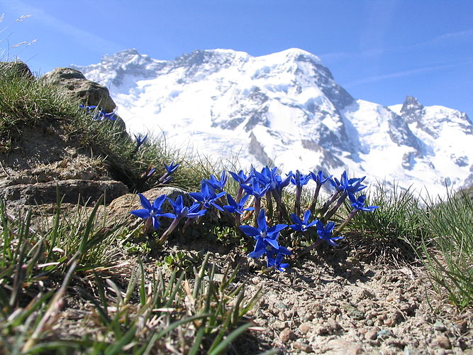 Гора Брайтхорн (4164 м, швейцарские Альпы) с горечавкой (Gentiana brachyphylla) на переднем плане