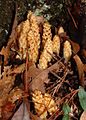 Conopholis americana, a parasitic plant, growing in beech/oak forest in north Florida.