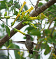 El colibrí Calypte anna chupando néctar y polinizando flores de Nicotiana glauca