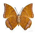 Charaxes - Charaxes distanti ♂ △