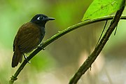 Chestnut backed Antshrike