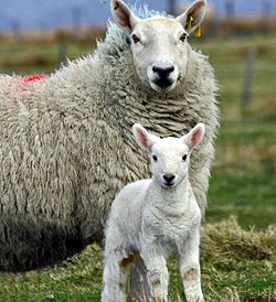 Photo d'une brebis cheviot avec son agneau.