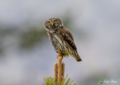 Civetta nana (Glaucidium passerinum)