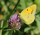 Шафрановац (Colias croceus)