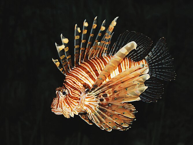 Крылатка-зебра (Pterois volitans)