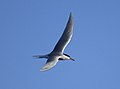 Common tern in flight