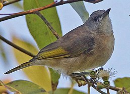 Мієлєро білогорлий (Conopophila albogularis)