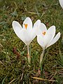 Crocus 'Jeanne d'Arc'