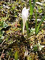 Crocus vernus subsp. albiflorus