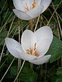 Crocus pulchellus 'Zephyr' inside of the flower