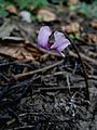 Cyclamen purpurascens close-up