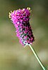The purple prairie clover (Dalea purpurea)