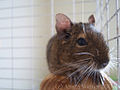 Adult common degu perched on a platform