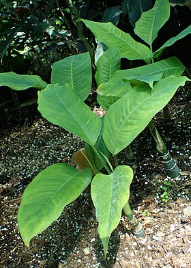 Dieffenbachia seguine em flor.