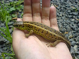 Fürge gyík (Lacerta agilis)