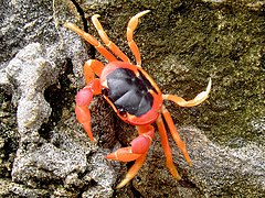 Gecarcinus lateralis