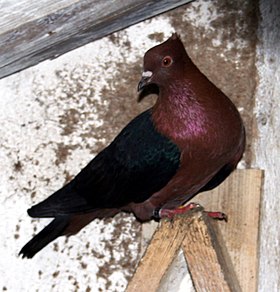 Image illustrative de l’article Bouvreuil (pigeon)