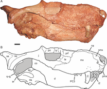 Crâne fossilisé de Gorynychus, l'un des thérocéphales les plus basaux identifié à ce jour.