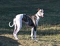 Lévrier greyhound dans la nature.