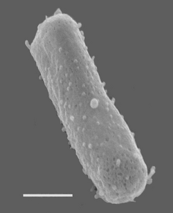 Halobacterium salinarum NRC-1. Kuvassa valkoisen palkin pituus on 270 nm.