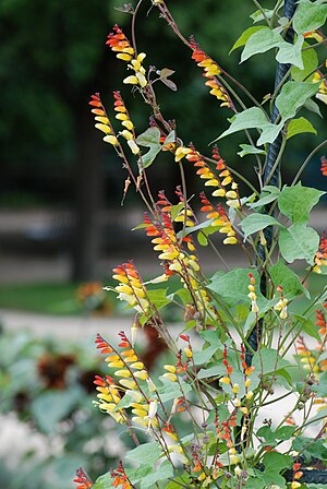 inflorescences en dégradé de rouge au jaune