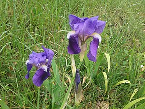 Iris marsica.