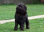 Affenpinscher