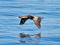 P. gaimardi in flight in Chiloé, Chile