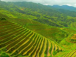 Rizières en terrasses de Longsheng en Chine