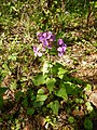 Lunaria annua, cvet