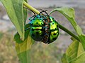 Accouplement chez Chrysocoris stollii, la punaise du litchi, Scutelleridae (Pentatomorpha)