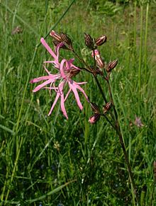 Lychnis fleur de coucou